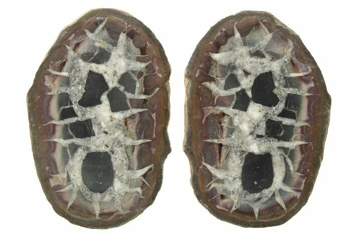 Cut/Polished Septarian Nodule Pair - Morocco #273629